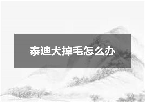 泰迪犬掉毛怎么办