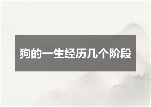 狗的一生经历几个阶段