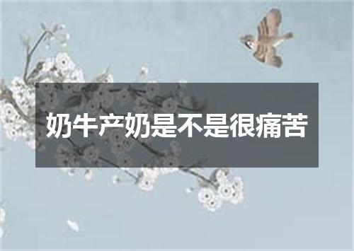 奶牛产奶是不是很痛苦