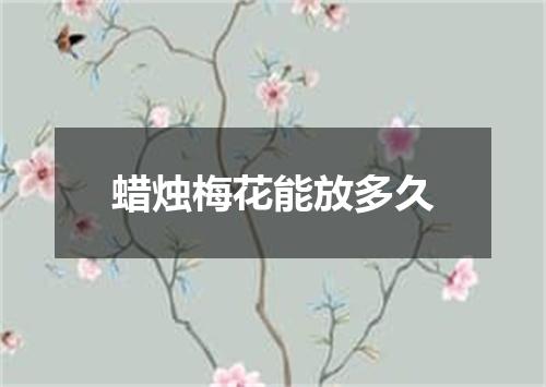 蜡烛梅花能放多久