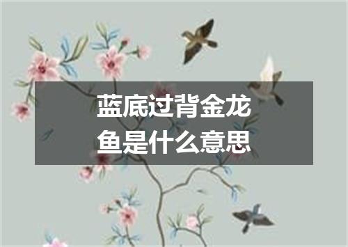 蓝底过背金龙鱼是什么意思