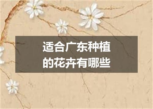 适合广东种植的花卉有哪些