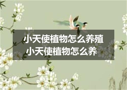 小天使植物怎么养殖 小天使植物怎么养