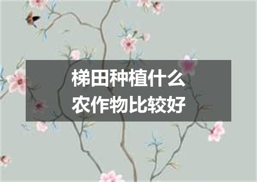 梯田种植什么农作物比较好