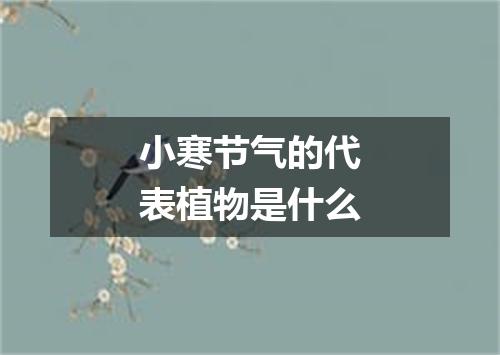 小寒节气的代表植物是什么