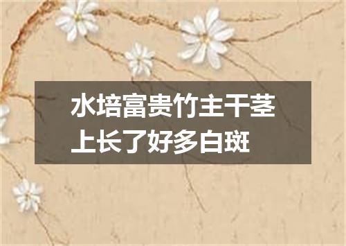 水培富贵竹主干茎上长了好多白斑