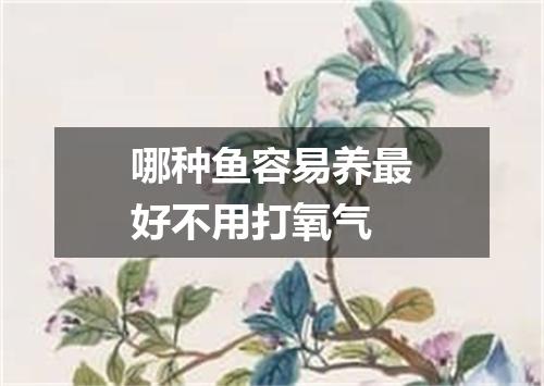 哪种鱼容易养最好不用打氧气