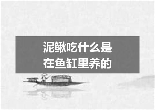 泥鳅吃什么是在鱼缸里养的