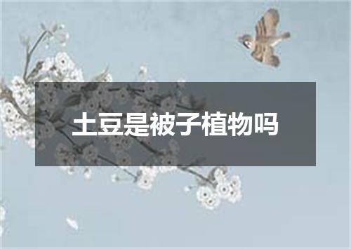 土豆是被子植物吗