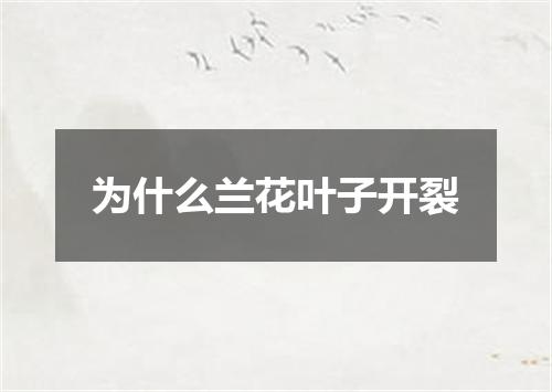 为什么兰花叶子开裂