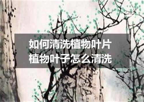 如何清洗植物叶片 植物叶子怎么清洗