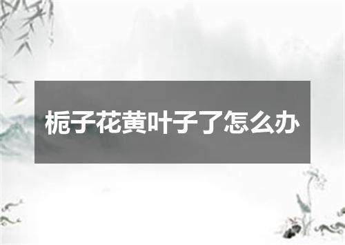 栀子花黄叶子了怎么办