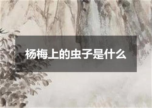 杨梅上的虫子是什么