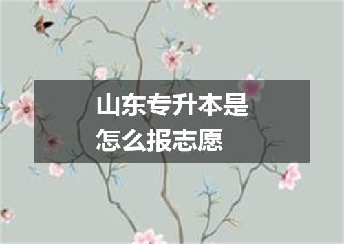 山东专升本是怎么报志愿