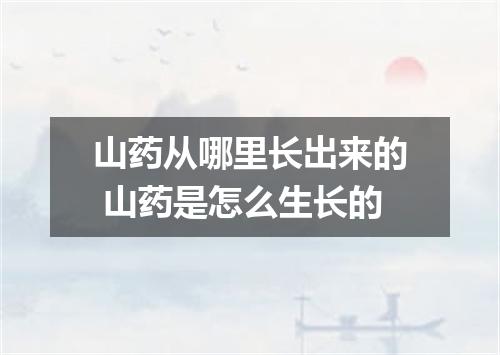 山药从哪里长出来的 山药是怎么生长的