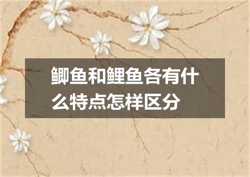 鲫鱼和鲤鱼各有什么特点怎样区分