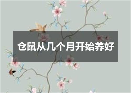 仓鼠从几个月开始养好