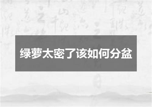 绿萝太密了该如何分盆