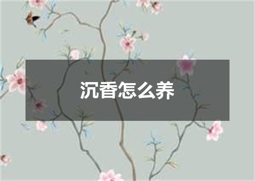 沉香怎么养
