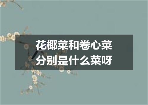 花椰菜和卷心菜分别是什么菜呀