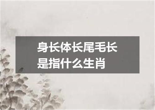 身长体长尾毛长是指什么生肖
