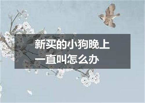 新买的小狗晚上一直叫怎么办