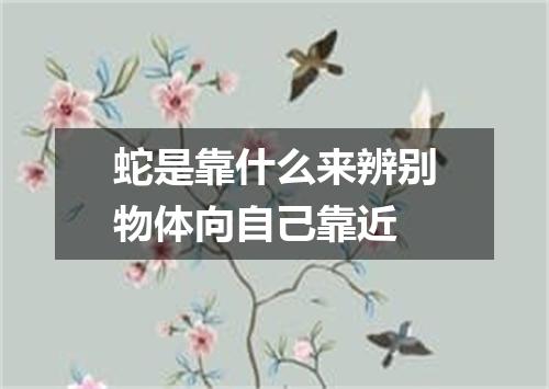 蛇是靠什么来辨别物体向自己靠近