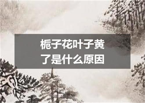 栀子花叶子黄了是什么原因