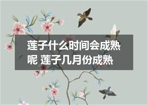 莲子什么时间会成熟呢 莲子几月份成熟