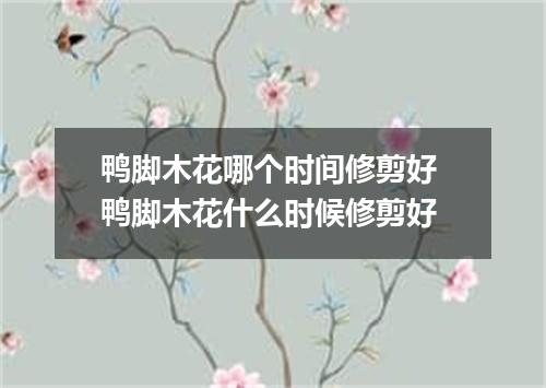 鸭脚木花哪个时间修剪好 鸭脚木花什么时候修剪好