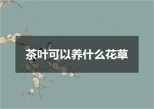 茶叶可以养什么花草