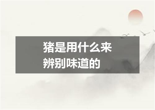 猪是用什么来辨别味道的