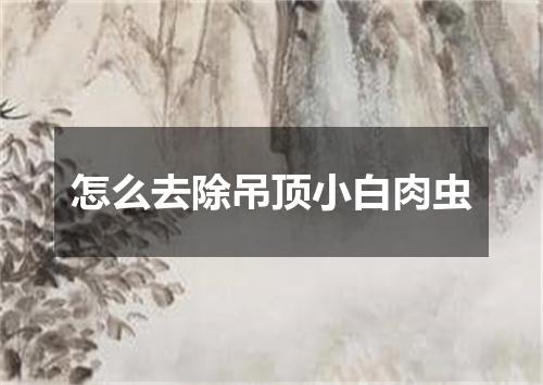 怎么去除吊顶小白肉虫