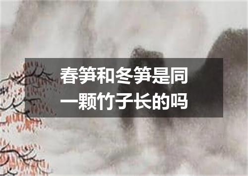春笋和冬笋是同一颗竹子长的吗