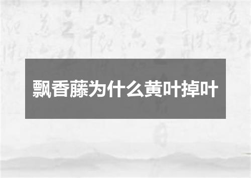 飘香藤为什么黄叶掉叶
