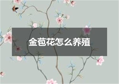 金苞花怎么养殖