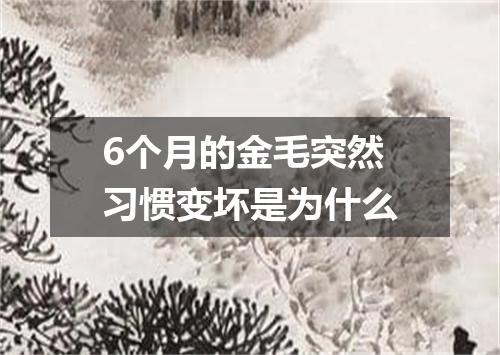 6个月的金毛突然习惯变坏是为什么