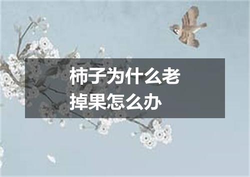 柿子为什么老掉果怎么办