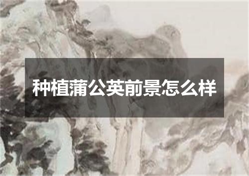 种植蒲公英前景怎么样