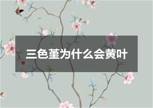 三色堇为什么会黄叶