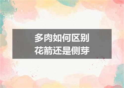 多肉如何区别花箭还是侧芽