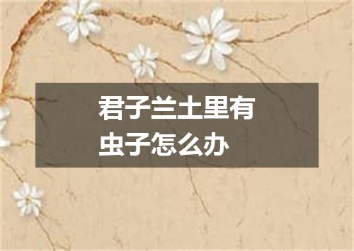 君子兰土里有虫子怎么办