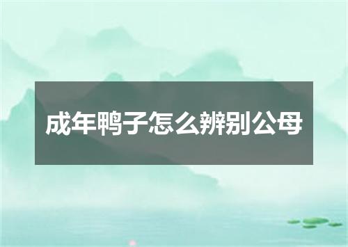 成年鸭子怎么辨别公母
