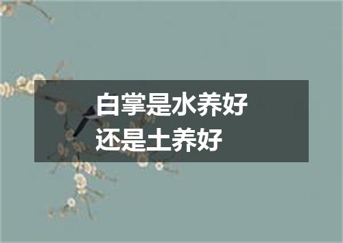 白掌是水养好还是土养好