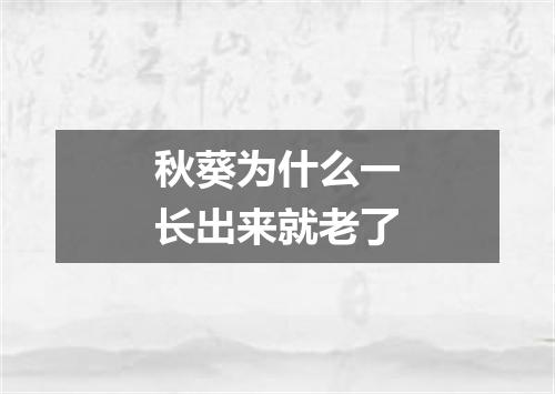 秋葵为什么一长出来就老了