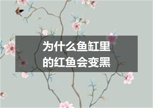 为什么鱼缸里的红鱼会变黑