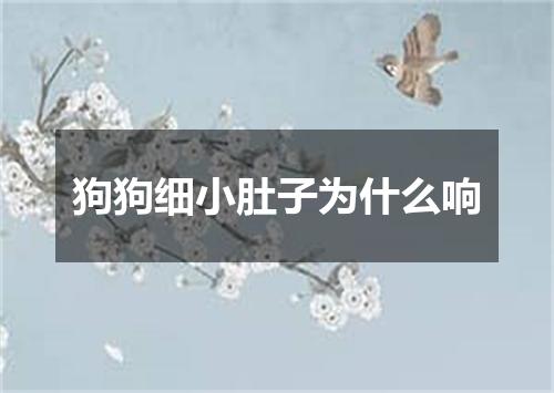 狗狗细小肚子为什么响