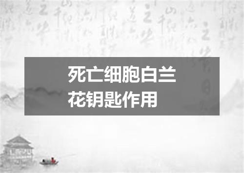 死亡细胞白兰花钥匙作用
