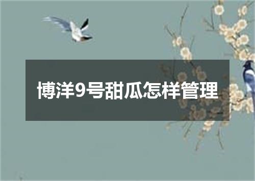 博洋9号甜瓜怎样管理