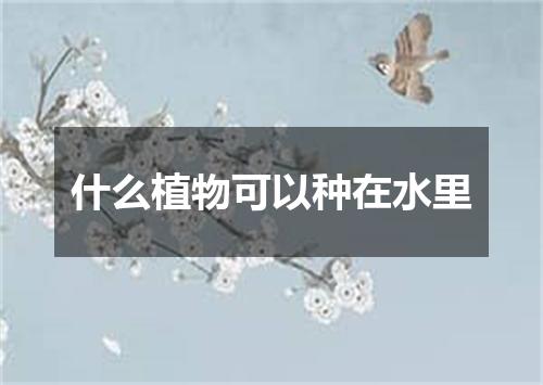 什么植物可以种在水里